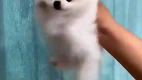 cute puupy video | shizu puppy shorts #shorts