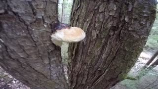 Wild Mushroom