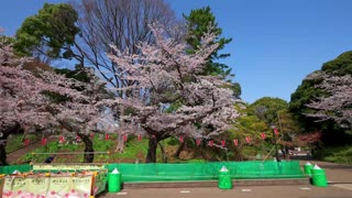 Cherry Blossom Season in Ueno Park, Tokyo