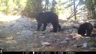 Black Bear Mom Teaches Her Cub To Search for Food Under Rocks