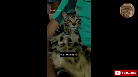 Best cat funny video