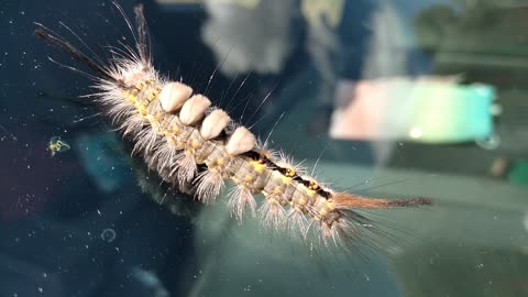 Caterpillar On My Windshield