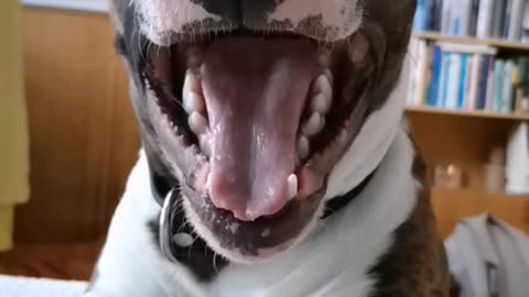 Funny dog yawns