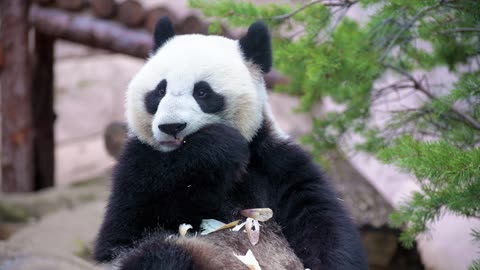 panda eats bamboo looks like a person!