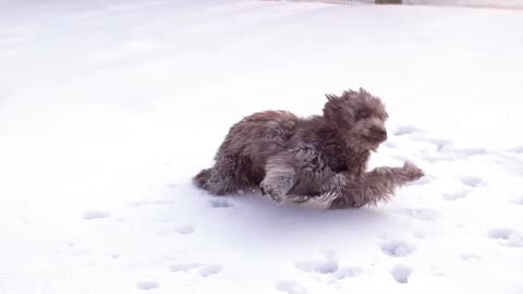 🤣Funny Dog Videos 2021🤣 🐶 PLAYING ON SNOW