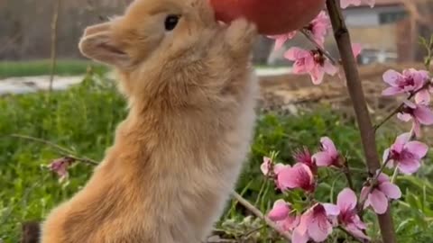 rabbit attack Apple #viral #rabbit Cute Rabbit Videos 4KVideos