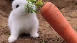 Funny rabbit, Rabbit is eating carrot, | Funny video | Funny pet video