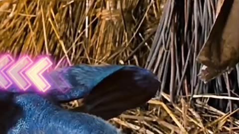 baby dragaon clip from movie dragon ridder