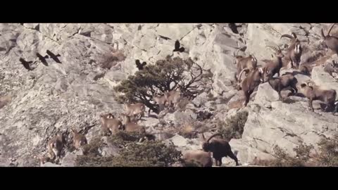 MOUNTAIN GOATS - These Creatures Don’t Care About The Laws Of Physics Despite Their Hooves7