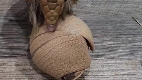 Baby Armadillo! #shorts #babyanimals