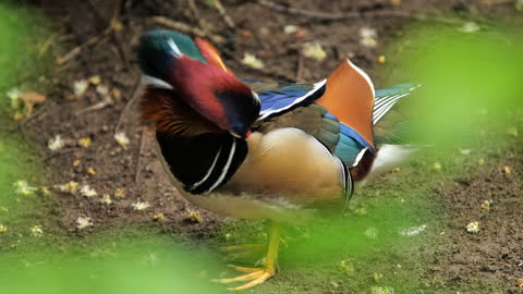 Mandarin duck cleaning his feather