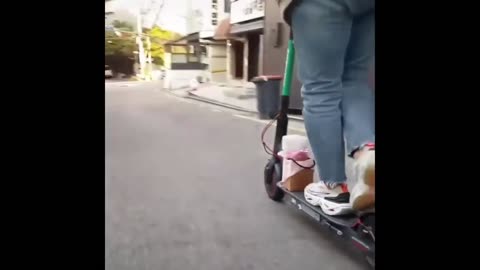 Super Cute Lovely Dog is Learning to Ride Skate Scooter | Animal Mode