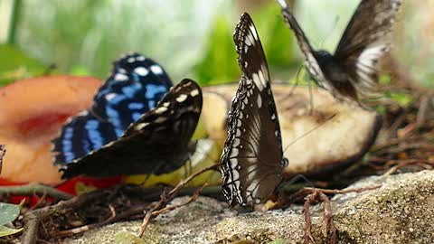 Butterflies,Butterflies video,Animal,Animal video