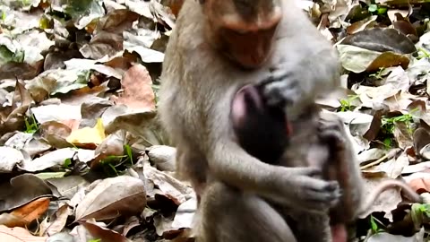 Young monkey mom extremely weaning her stubborn baby.