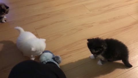 funny kitten slippery paws!