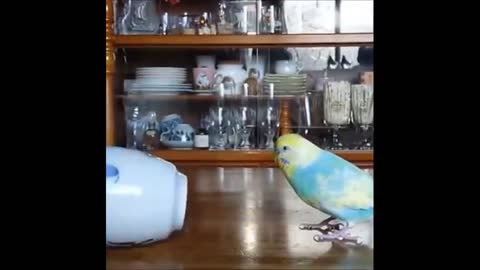 blue and yellow parakeet