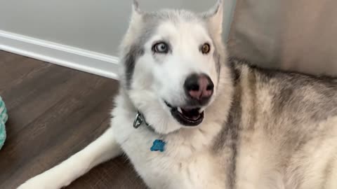 Stubborn husky is jealous over new baby