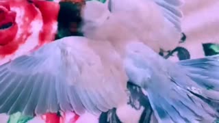 "Mini Dove Takes A Test Flight"Adorable Come See💎😇💫🕊️🎤🎶