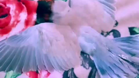 "Mini Dove Takes A Test Flight"Adorable Come See💎😇💫🕊️🎤🎶