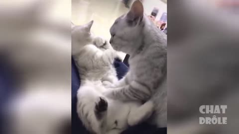 Funny Cat Videos - When being adorable Isn't Enough