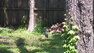 Yellow-crowned Night Heron looking for a bite (last rain...weeks ago).