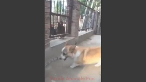 Hen vs dog | Hen fight dog