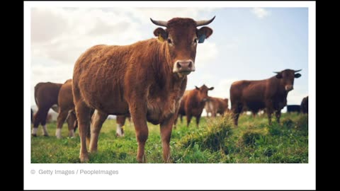 Oxford University gives cows to Kenyans after colonial theft