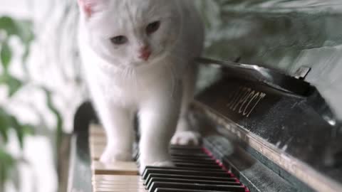 A cat walking over the piano