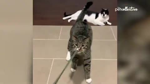 Most Viral Cats of the Internet | FUNNIEST videos