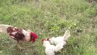 Cockfighting 1 vs 2