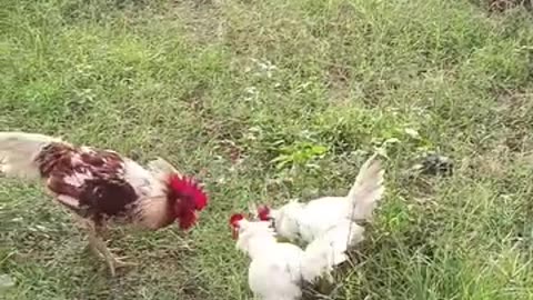 Cockfighting 1 vs 2