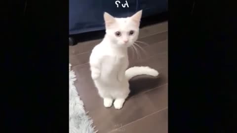 Omg so cute cats💛best funny cat video