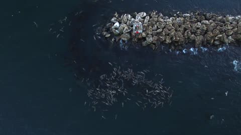 Sea Lions Floating with Full Tummies