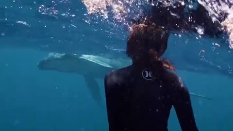 Nadando livremente com o tubarão