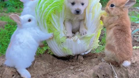 The dog is so scared, the three little bunnies won't eat me.