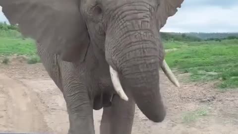 Omg 😱 This elephant attacks tourists 😳