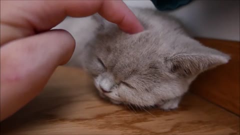 sleepy pet kitty - śpiący koci pieszczoch - kotki brytyjskie - british cats - britische Katzen