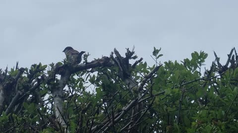 Some House Sparrows In North Wales