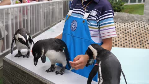 Penguins love to be cuddled