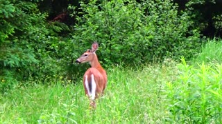 White-tailed deer