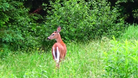 White-tailed deer