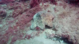 Huge Octopus at Playa Chicca