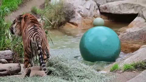 Tiger playing with ball