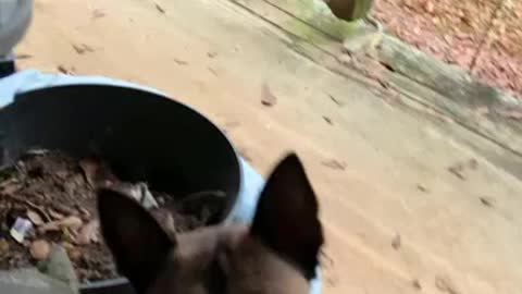 Poodle gives canine sister his unwanted treats. So sweet!