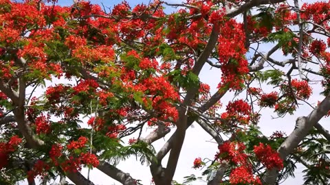 Delonix Regia Tree, Red Royal Flowering Poinciana, Garden Landscaping