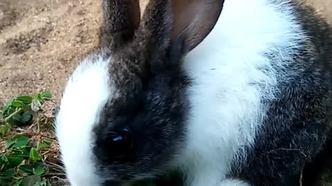 🐇💖🐰Adorable Baby Rabbit🐰💖🐇