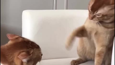 Cat and dog respect video