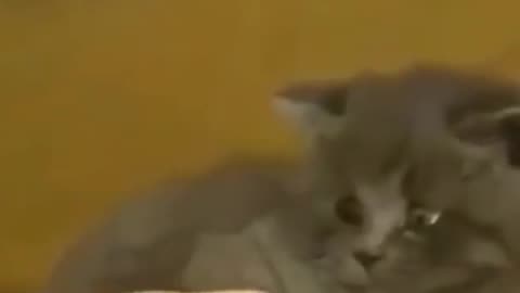 why is this cute cat afraid of cute birds #244#shorts , funny cat videos