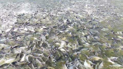 Amazing! Catfish Mekong River Vietnam Fish Farm Farmer