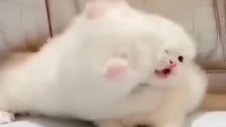 Cute kitten-fighting video